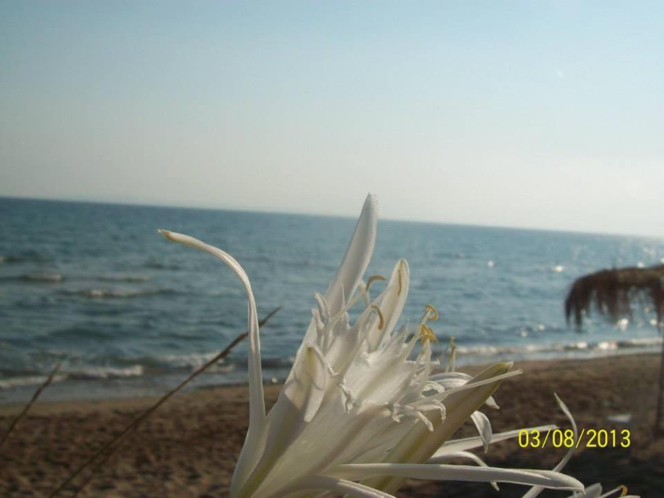 Stamiris Beach Hotel Vasilikos  Exterior photo